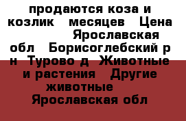 продаются коза и козлик 6 месяцев › Цена ­ 10 000 - Ярославская обл., Борисоглебский р-н, Турово д. Животные и растения » Другие животные   . Ярославская обл.